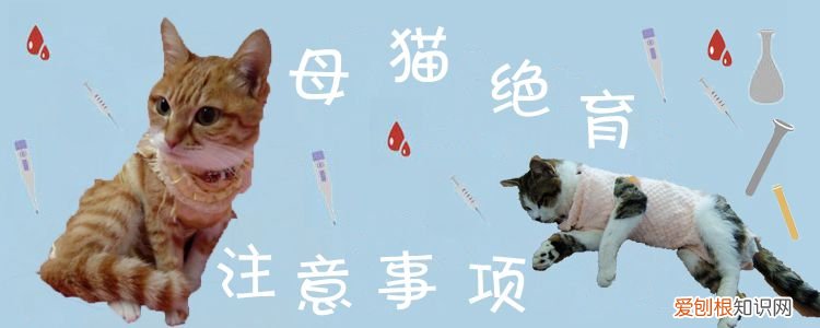 母猫绝育,母猫,猫，母猫绝育,母猫,猫会变胖吗