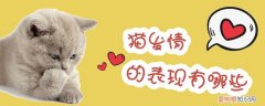 猫发情,猫，猫发情,猫草泡水给猫喝有用吗