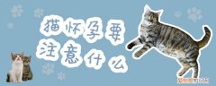 猫怀孕,猫，猫怀孕猫鼻支