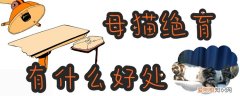 母猫绝育,猫，母猫绝育猫粮公猫可以吃吗