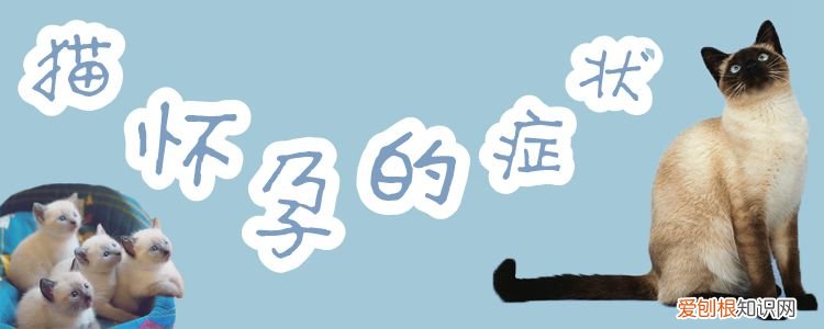 猫怀孕的症状,猫，猫怀孕什么症状
