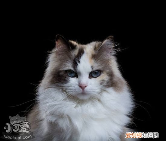 伯曼猫交配,伯曼猫,猫，伯曼猫幼猫