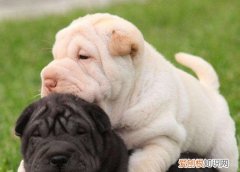 沙皮犬缺点有哪些 养沙皮狗需要注意什么