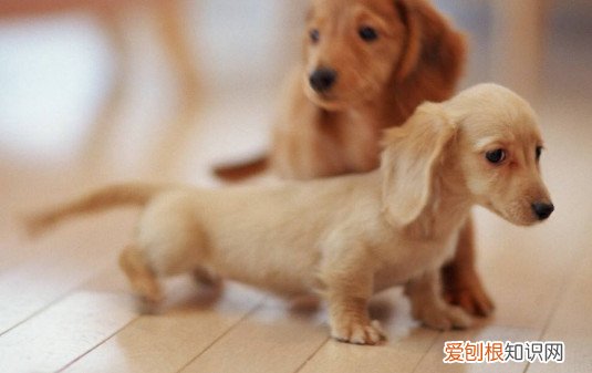 为什么养腊肠犬的人少 养腊肠犬的人少原因