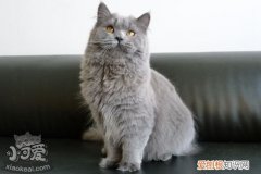 英国长毛猫绝育,英国长毛猫,猫，英国短毛猫生育情况