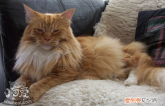 英国长毛猫生产,英国长毛猫,猫，英国长毛猫怎么来的