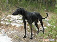 细犬为什么被禁养 细犬禁养的原因