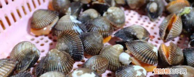 血蚶冷冻后还能吃吗 毛蚶冷冻一个月还能吃吗