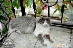 挪威森林猫孕期,挪威森林猫,猫，挪威森林猫幼猫