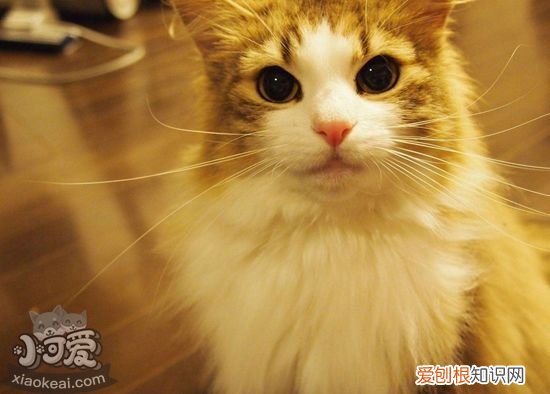 挪威森林猫交配,挪威森林猫,猫,挪威森林猫绝育