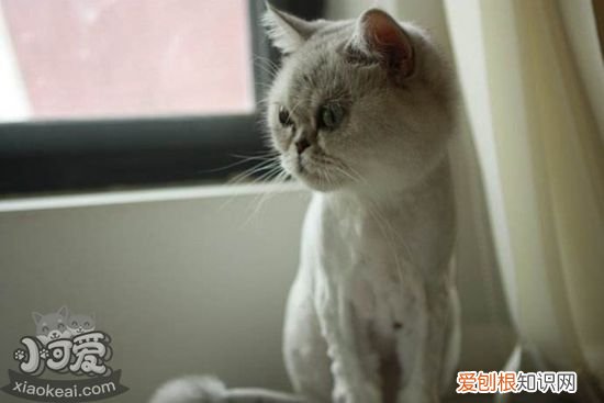蒂凡尼猫催奶,蒂凡尼猫,猫，蒂凡尼猫多少钱