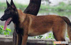 马犬的动力训练，想要训练马犬建立基本信任最关键了！，马犬刚开始怎么训练