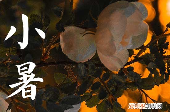 2023年暑伏天从什么时候开始 2023年暑伏天是什么时候结束