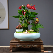 假连翘的花语是什么 假连翘花图片大全