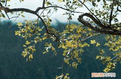 2023年三伏灸时间表 2023三伏灸适宜人群