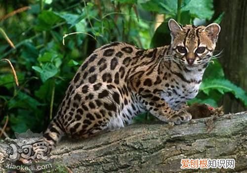 豹猫怀孕,豹猫,猫，豹猫怀孕图片