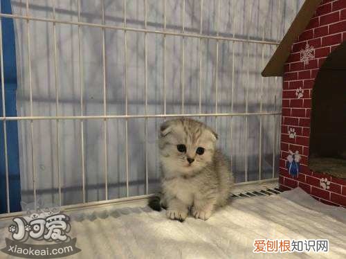 曼基康猫怀孕,曼基康猫,猫，成年曼基康猫图片
