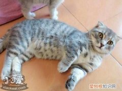 曼基康猫产后呕吐,曼基康猫,猫，曼基康母猫容易难产