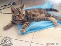 美国短毛猫怀孕,美国短毛猫,猫，宠物猫 美国短毛猫