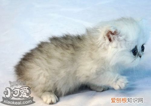 金吉拉猫发情,金吉拉猫,猫，金吉拉猫是什么