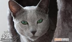 俄罗斯蓝猫怀孕,俄罗斯蓝猫,猫，俄罗斯蓝猫繁殖