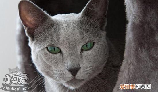 俄罗斯蓝猫怀孕,俄罗斯蓝猫,猫，俄罗斯蓝猫繁殖