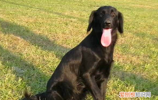 狗狗出去不听主人召唤，专业人士告诉你如何正确养狗，怎样让狗在家不叫唤