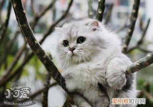 金吉拉猫幼猫,金吉拉猫,猫，金吉拉猫分类