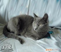 俄罗斯蓝猫交配,俄罗斯蓝猫,猫，俄罗斯蓝猫和橘猫杂交