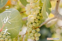 初伏离什么节气最近 距离初伏最近的节气是什么