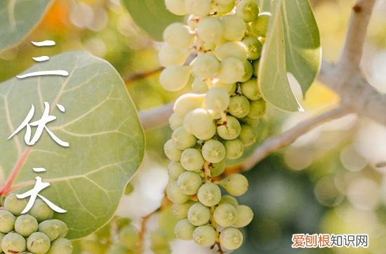 初伏离什么节气最近 距离初伏最近的节气是什么