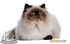 喜马拉雅猫怀孕,喜马拉雅猫,猫，喜马拉雅猫幼猫