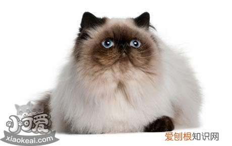 喜马拉雅猫怀孕,喜马拉雅猫,猫，喜马拉雅猫幼猫