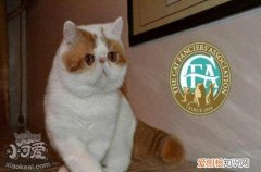 加菲猫接生,加菲猫,猫，加菲猫怎么接生