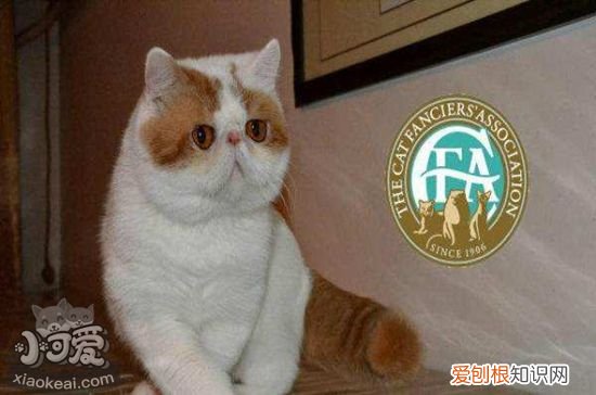 加菲猫接生,加菲猫,猫，加菲猫怎么接生