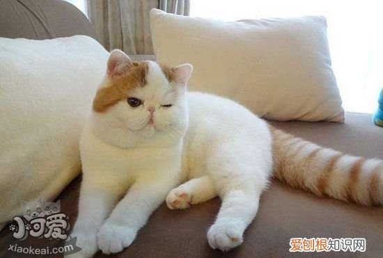 加菲猫怀孕,加菲猫,猫，加菲猫预产期