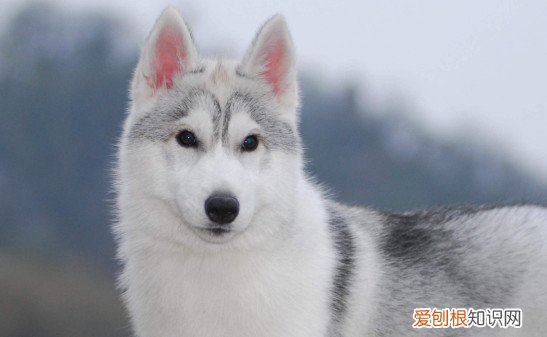 哈士奇夏天热怎么办 解决哈士奇燥热的方法