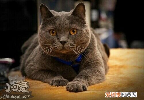 沙特尔猫分娩,沙特尔猫,猫,沙特尔猫的价格