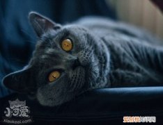 沙特尔猫奶水不足,沙特尔猫,猫，沙特尔猫百科