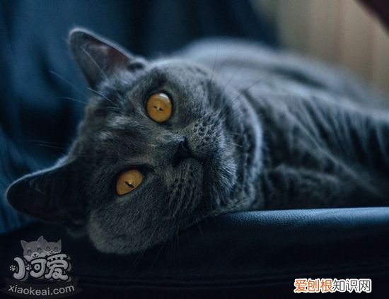 沙特尔猫奶水不足,沙特尔猫,猫，沙特尔猫百科