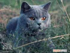 沙特尔猫繁殖,沙特尔猫,猫，沙特尔猫图片