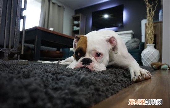 狗不定点排便怎么训练，训练狗狗之前要观察狗狗的排泄习惯，怎么训练狗狗定点便便