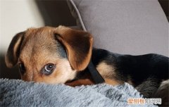 狗狗喜欢趴在沙发上怎么办，如何让狗狗不趴在沙发上，狗狗爬沙发怎么办