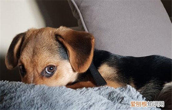 狗狗喜欢趴在沙发上怎么办，如何让狗狗不趴在沙发上，狗狗爬沙发怎么办