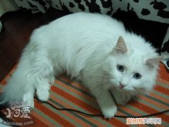 山东狮子猫流产,山东狮子猫,猫，山东狮子猫是宠物猫吗