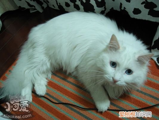 山东狮子猫流产,山东狮子猫,猫，山东狮子猫是宠物猫吗