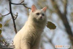 山东狮子猫产后,山东狮子猫,猫，山东狮子猫概况
