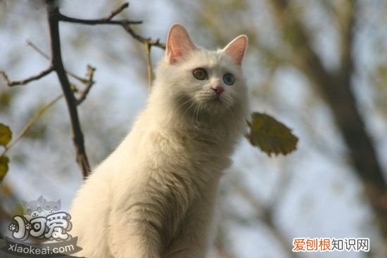 山东狮子猫产后,山东狮子猫,猫，山东狮子猫概况