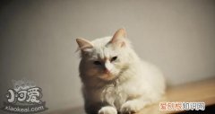 山东狮子猫绝育,山东狮子猫,猫，狮子猫绝育多少钱