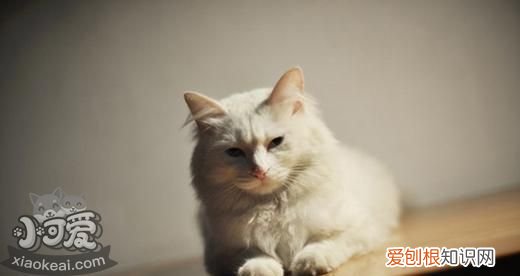 山东狮子猫绝育,山东狮子猫,猫，狮子猫绝育多少钱
